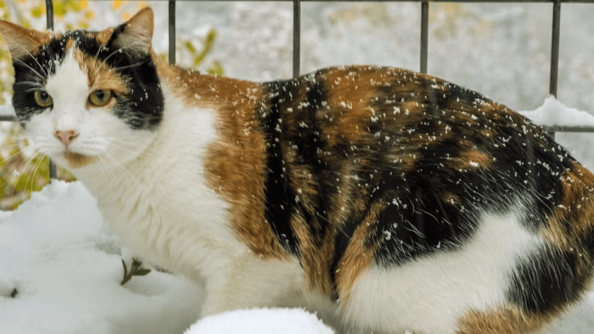 Calico_Manx_Cats