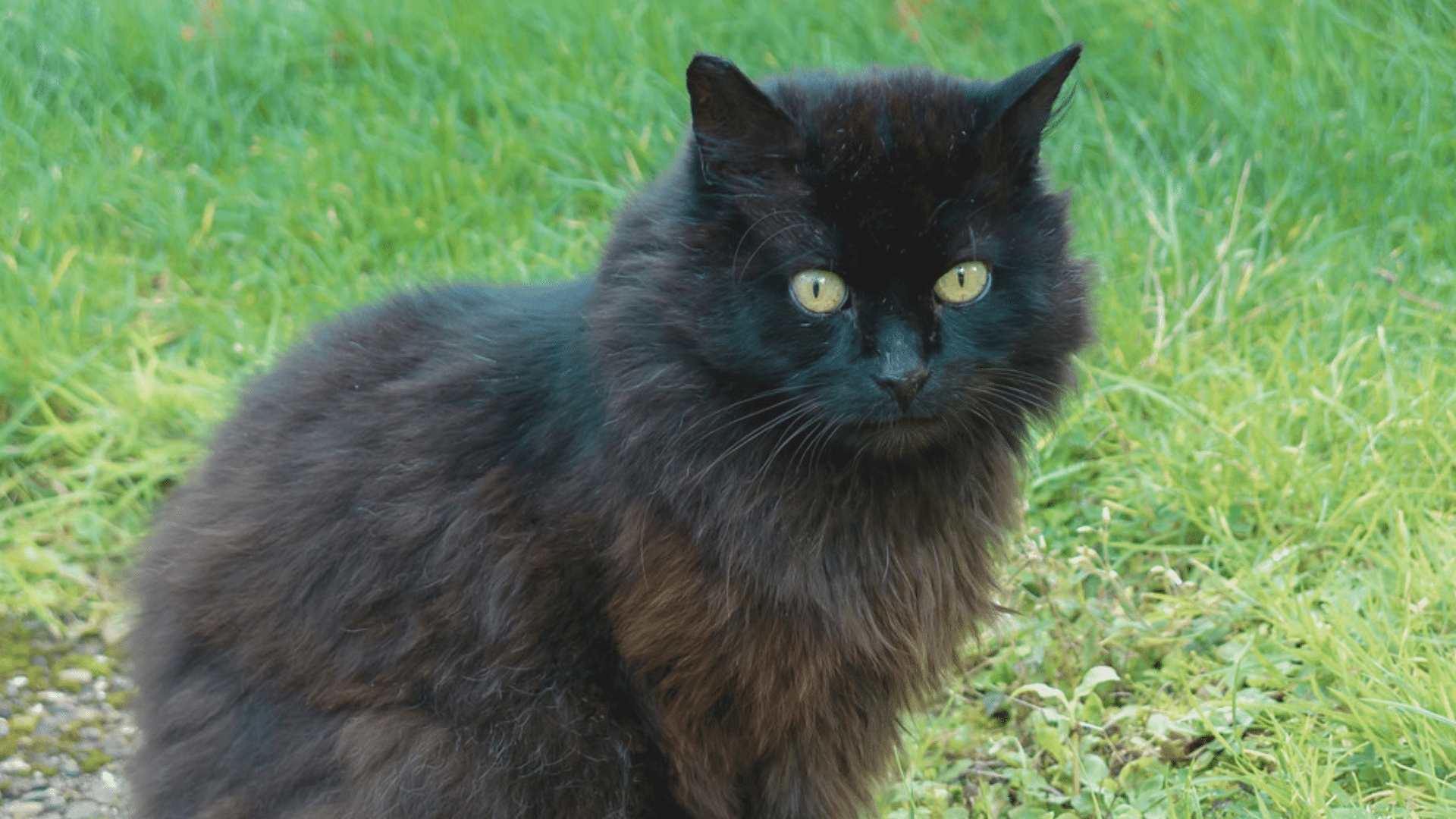 Smoke-Coated_Manx_Cats