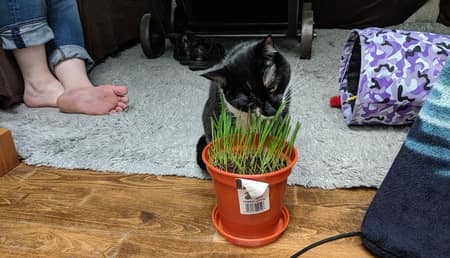 archie cat-eating grass proper plant pot