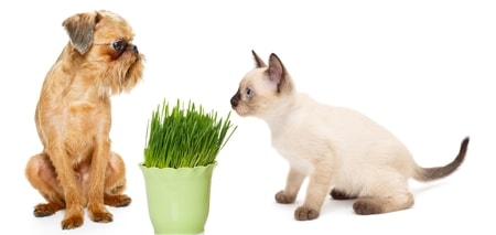 Is cat grass okay for dogs