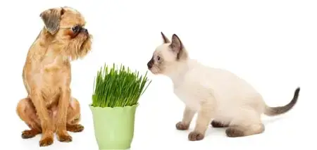 Is cat grass bad for dogs