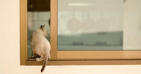 cat sneaking into house