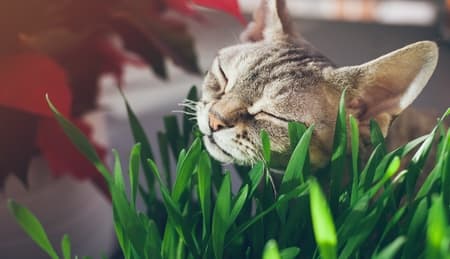cat with grass