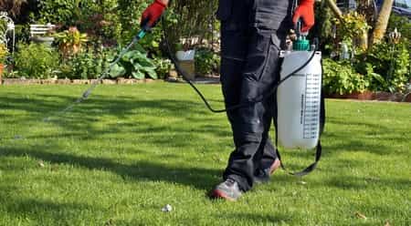 spraying pesticide on lawn