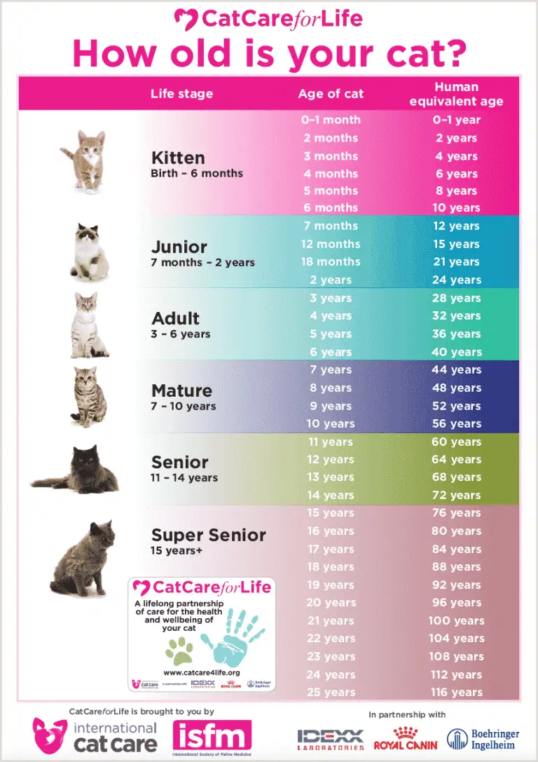 top-9-how-old-is-a-7-year-old-cat-in-human-years-2022