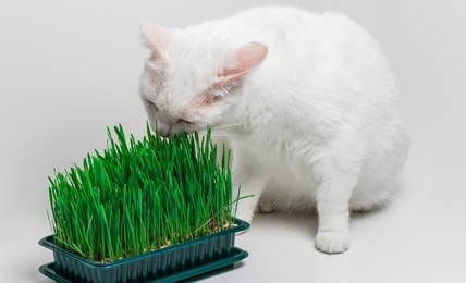 cat eating grass in tray