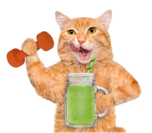 cat fitness and detox