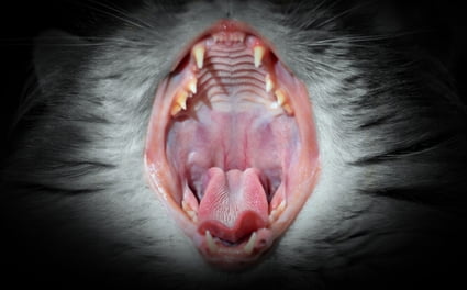 la bocca del gatto spalancata per vedere i denti