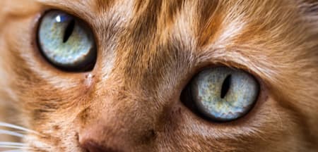 Aufnahme der Katze, um die Augen zu sehen