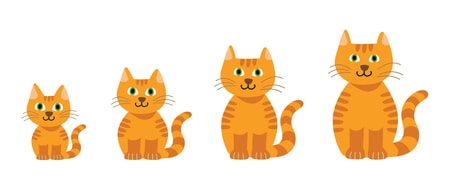 diferente idade do gato em idade de desenho animado