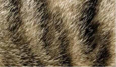 fur closeup