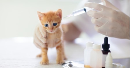 Vaccinazione dei gattini