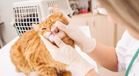 eläinlääkärintarkastus kissojen hampaat