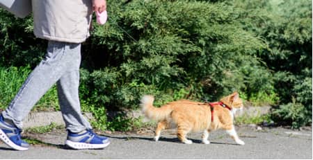 Caminando a un gato usando una correa