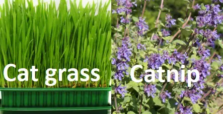 The Complete Guide to Cat Grass and Catnip - Archie Cat