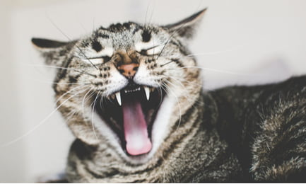 What It Means If Your Cat Meows While Yawning Archie Cat