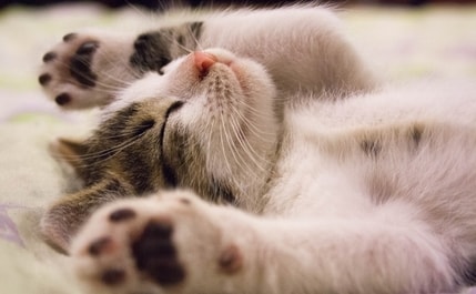 small cat on back happy