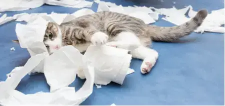 How To Stop Your Cat From Attacking Toilet Paper Archie Cat