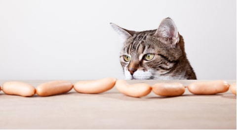 cat refuses to eat cat food