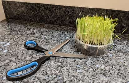 The 14 Best Ways to Stop Cat Grass Dying Quickly - Archie Cat