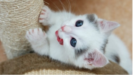 cat nail file scratching post