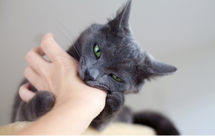 The Reasons Your Cat Grabs Your Hand And Bites It Archie Cat