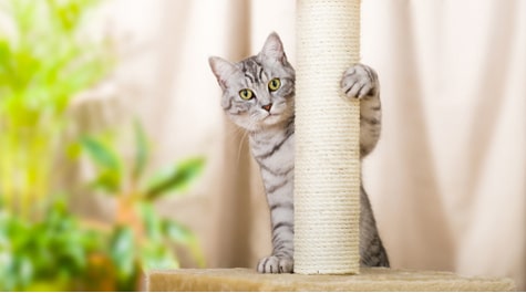 8 Reasons Your Cat Scratches His Post When You Get Home - Archie Cat