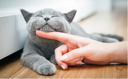 The Reasons Cats Like To Be Scratched Under Their Chins Archie Cat