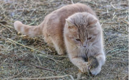 Your Cat's Whiskers Can Grow Back, How Long It Takes ...