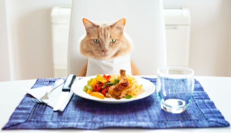 Top 9 loại thức ăn của người an toàn cho mèo