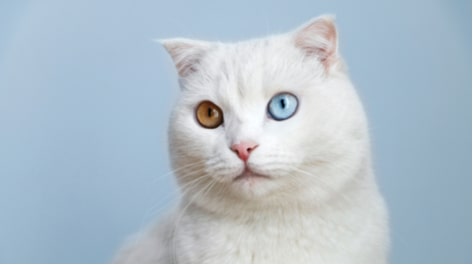 The Age at Which Your Kitten's Eyes Change Color - Archie Cat