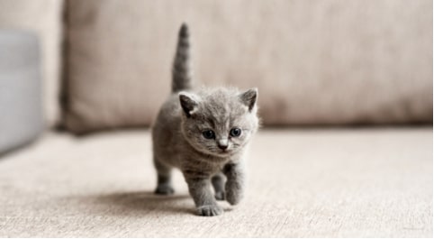 Image by Shutterstock Cute Baby Black Kitten Tee Men's 