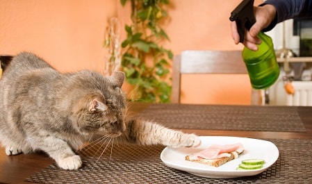 Spraying a cat with water