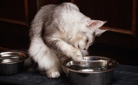 Why do cats dip their paw in water