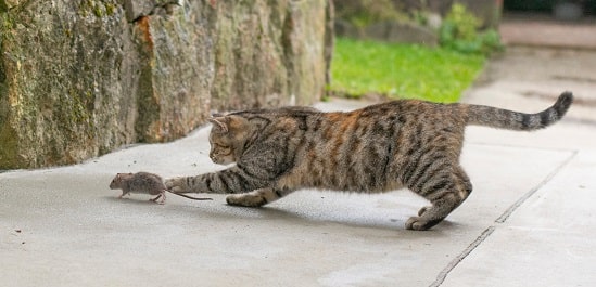 a cat and a mouse run along a road with the same kinetic energy. the faster runner is the