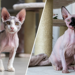 Devon Rex vs Sphynx