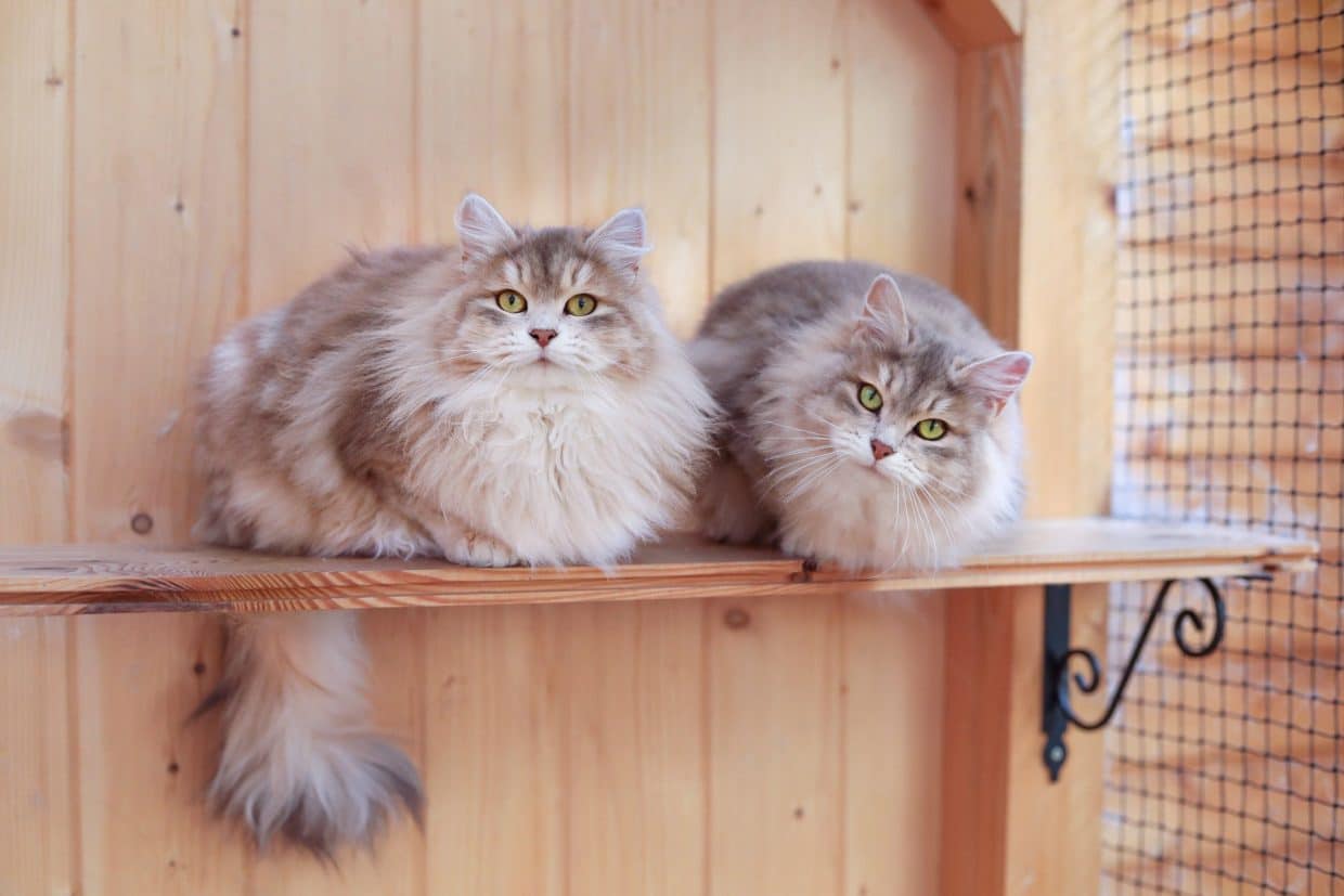 Siberian Cat Colors