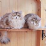 Siberian Cat Colors