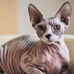 are sphynx cats hypoallergenic