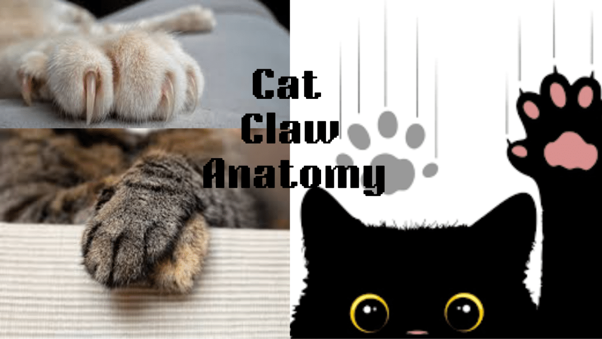 cat claw anatomy