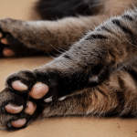 ,cat paw anatomy