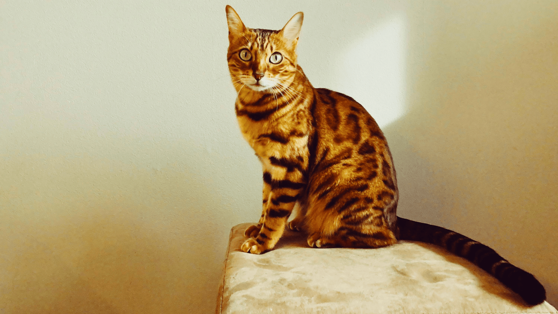 Are Bengal Cats Hypoallergenic