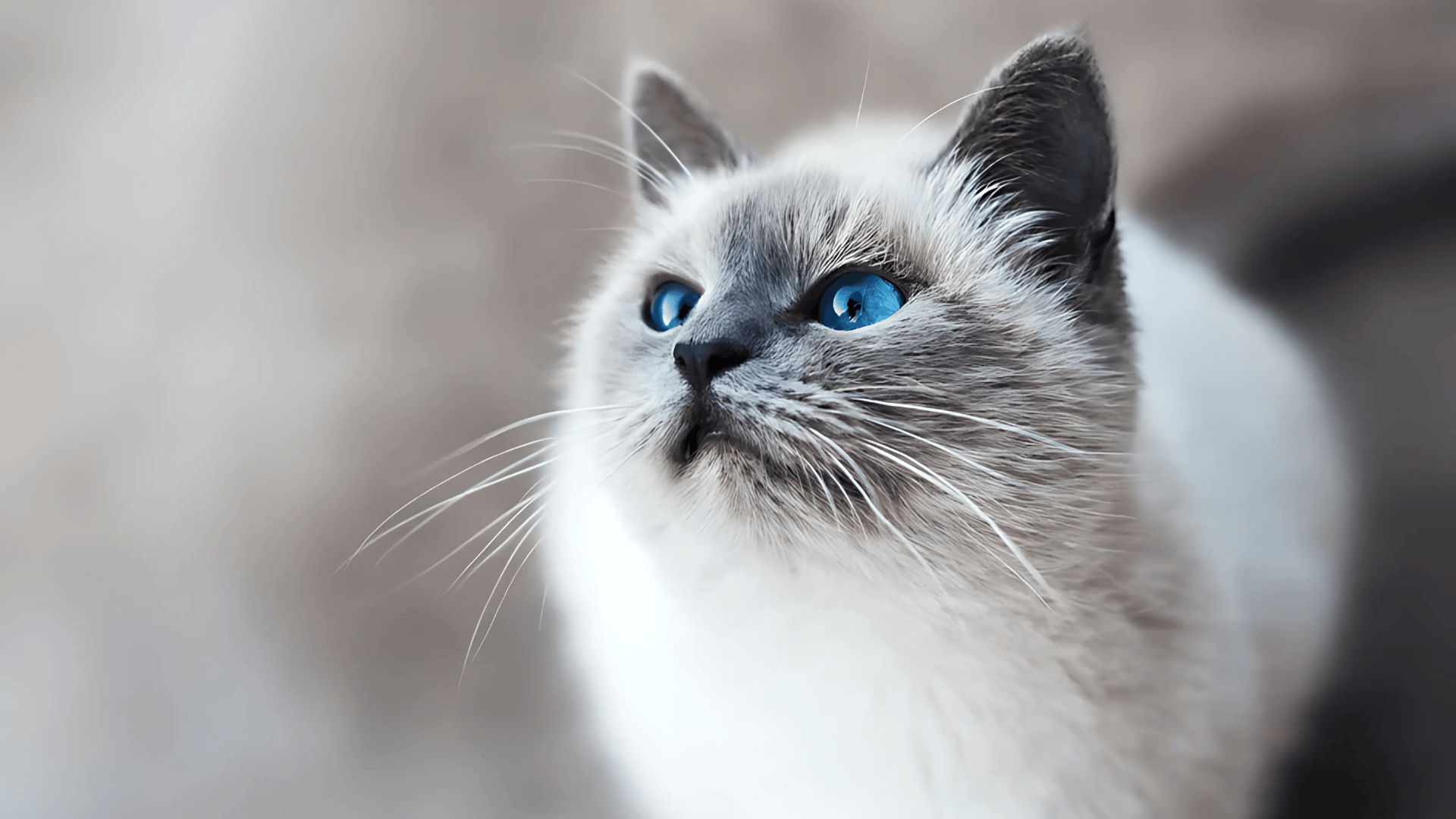 Are Himalayan Cats Hypoallergenic