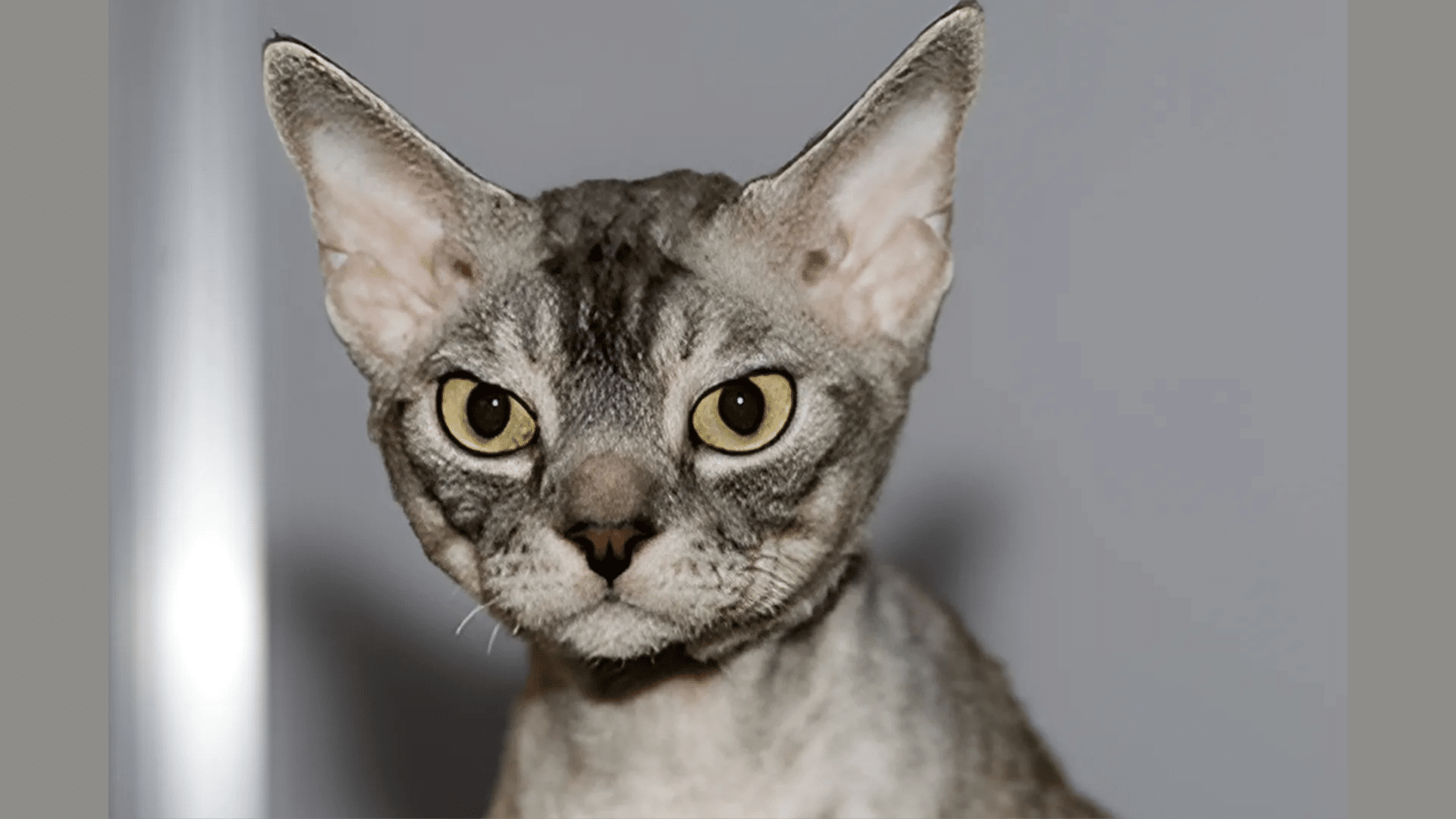 Are_Devon_Rex_Cats_Truly_Hypoallergenic