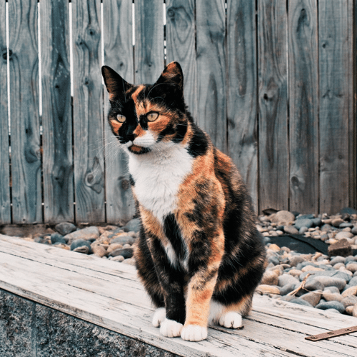 Calico