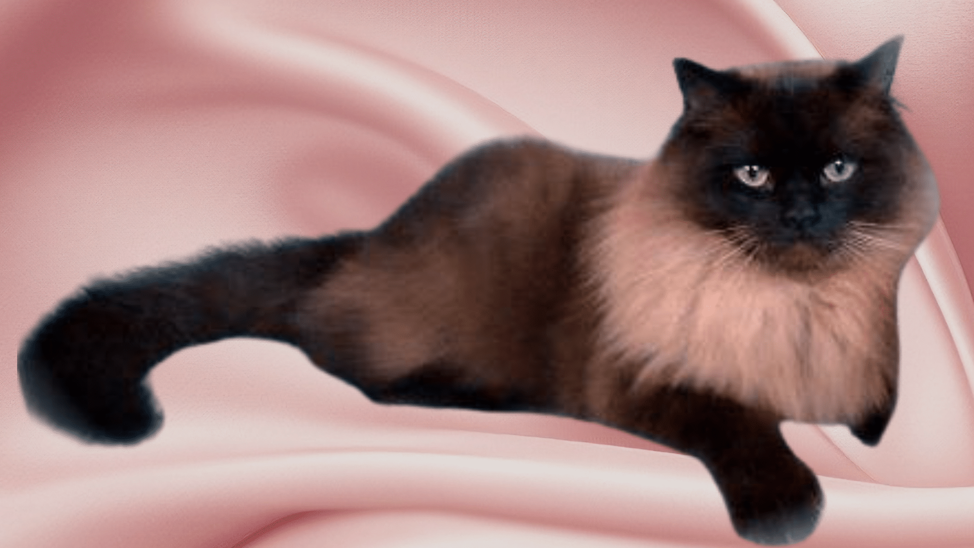 Chocolate_Ragamuffins