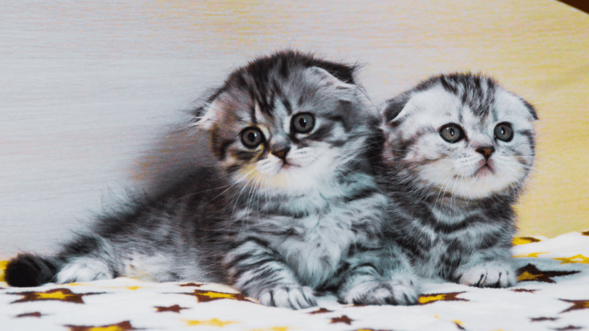 Comparing_Scottish_Fold_Munchkin_to_Other_Breeds