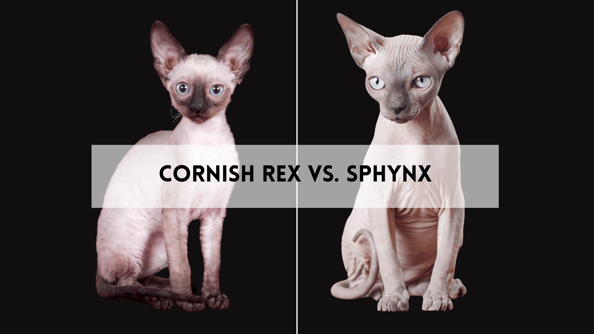 Cornish Rex vs Sphynx