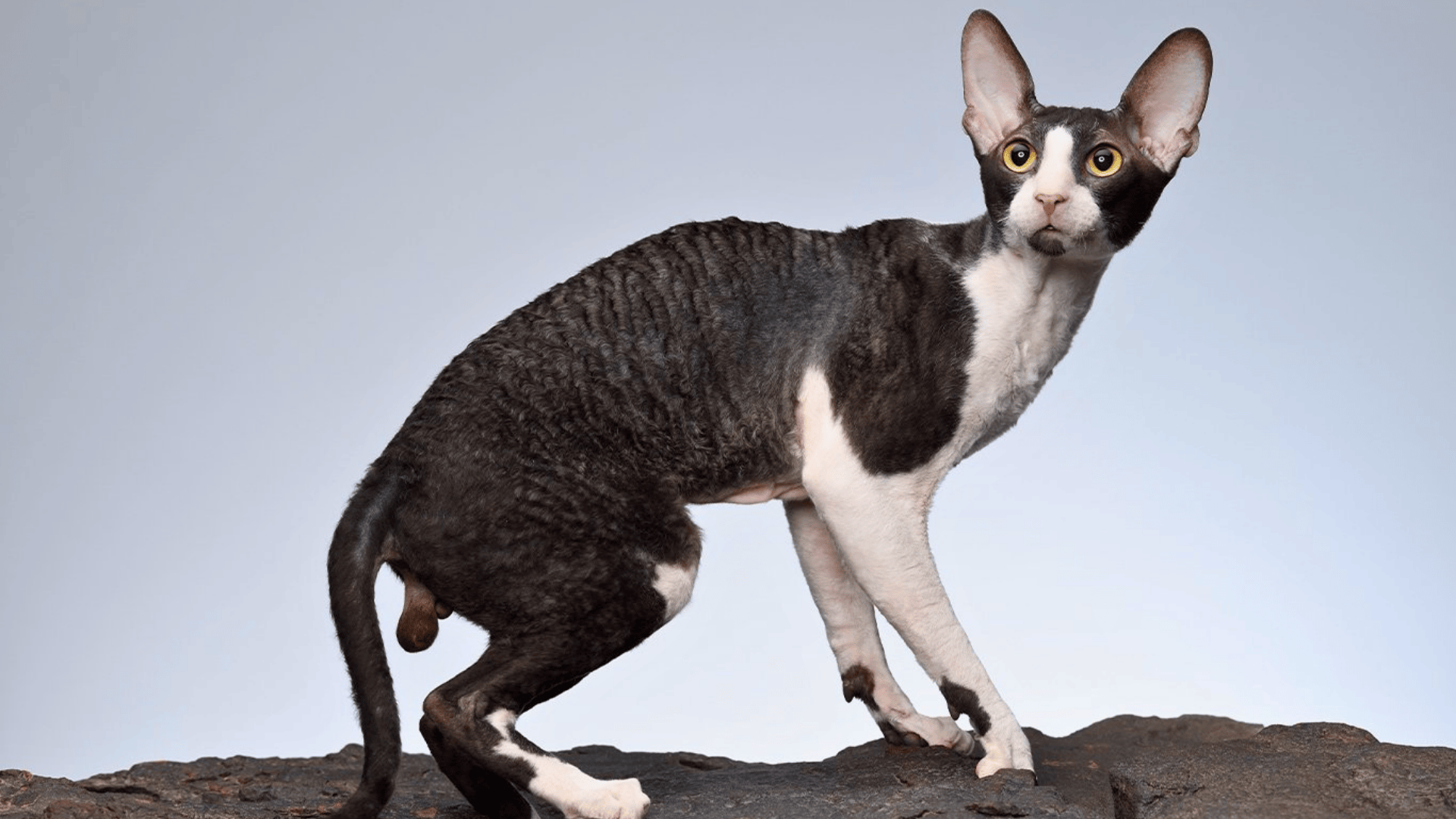Cornish_Rex_Breed_Overview