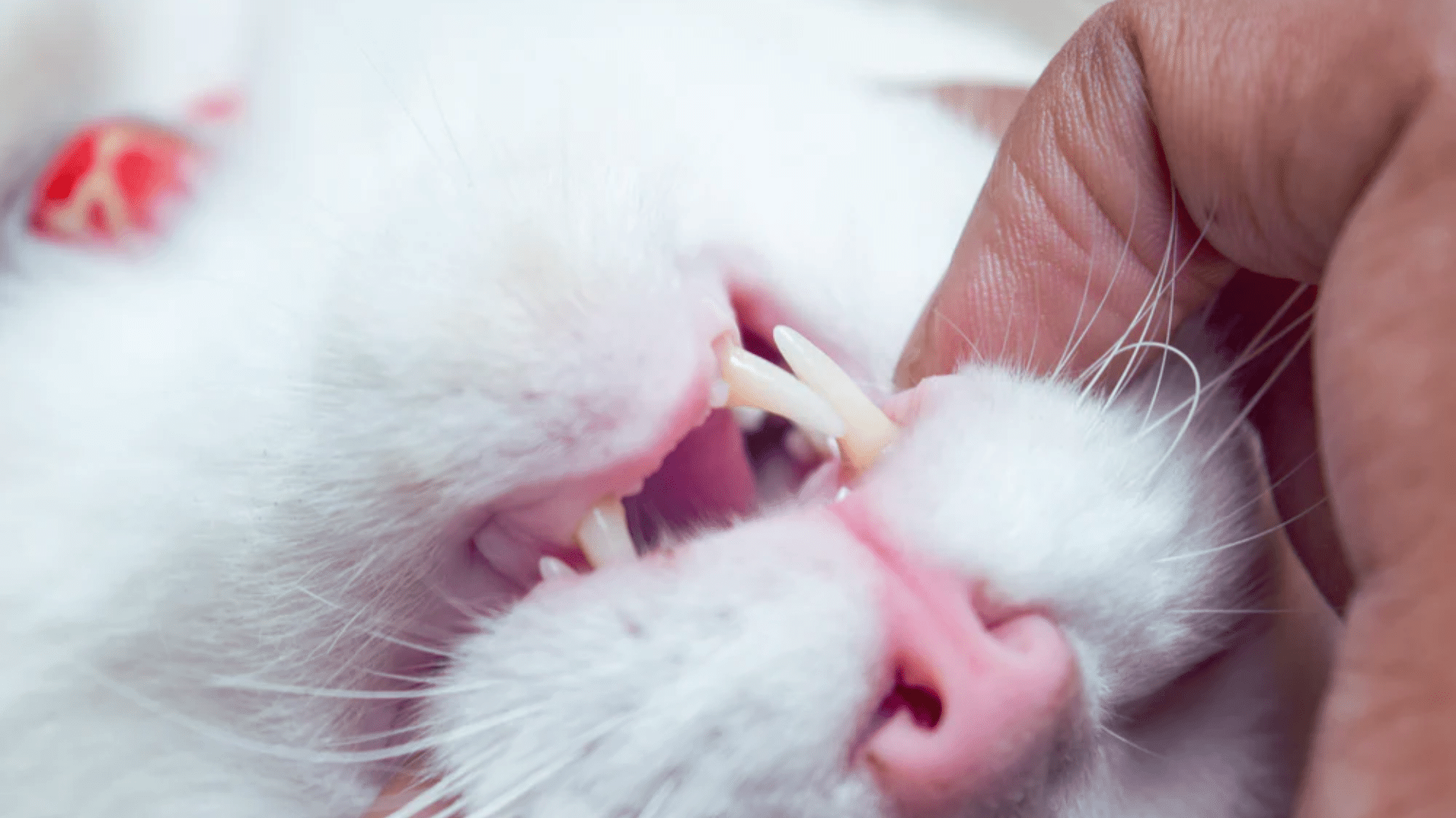 Dental_Problems_with_Bottom_Teeth